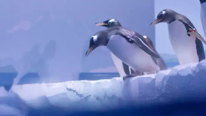 : פינגווין גנטו (gentoo) במהלך פרזנטציה בפני התקשורת באקווריום לונדון (London Aquarium ), 18 מאי 2011 : פינגווין גנטו (gentoo) במהלך פרזנטציה בפני התקשורת באקווריום לונדון (London Aquarium ), 18 מאי 2011