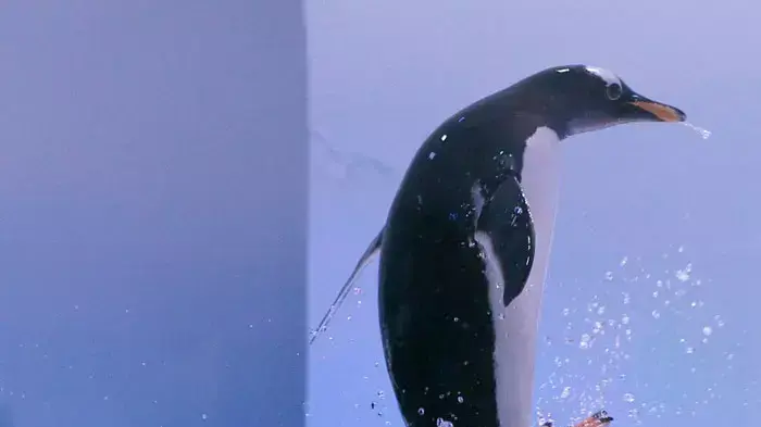 : פינגווין גנטו (gentoo) במהלך פרזנטציה בפני התקשורת באקווריום לונדון (London Aquarium ), 18 מאי 2011 : פינגווין גנטו (gentoo) במהלך פרזנטציה בפני התקשורת באקווריום לונדון (London Aquarium ), 18 מאי 2011