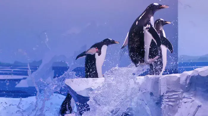: פינגווין גנטו (gentoo) במהלך פרזנטציה בפני התקשורת באקווריום לונדון (London Aquarium ), 18 מאי 2011 : פינגווין גנטו (gentoo) במהלך פרזנטציה בפני התקשורת באקווריום לונדון (London Aquarium ), 18 מאי 2011