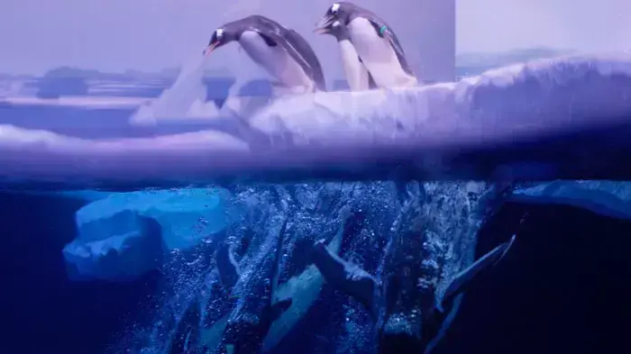 : פינגווין גנטו (gentoo) במהלך פרזנטציה בפני התקשורת באקווריום לונדון (London Aquarium ), 18 מאי 2011 : פינגווין גנטו (gentoo) במהלך פרזנטציה בפני התקשורת באקווריום לונדון (London Aquarium ), 18 מאי 2011