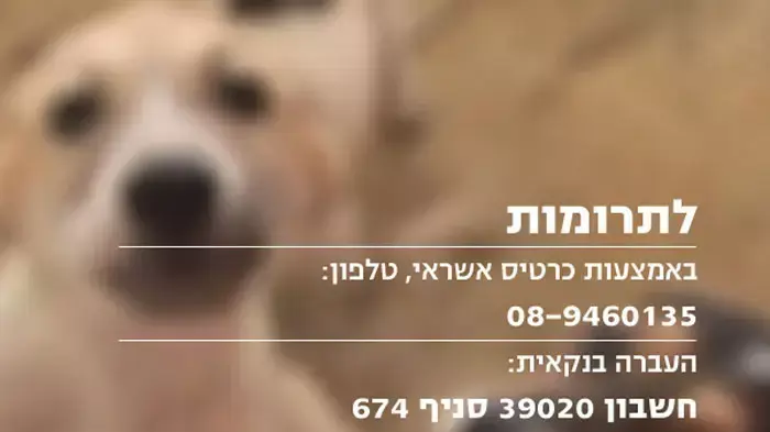 פרטי מסירת תרומות לצער בעלי חיים רחובות מאי 2011
