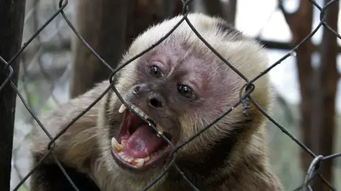 A Capuchin monkey is seen at a rescue, rehabilitation and education center for primates in Santiago, July 24, 2008. The center was founded by Elba Munoz and Carlos Almazan in 1994 to provide protection to illegally traded primates and ex-"pet" monkeys
