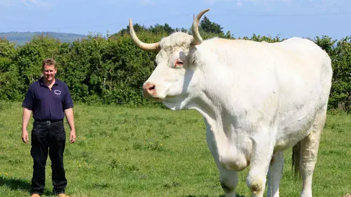 Gary Bowden next to Field Marshall who is Britain's biggest bull pictured on May 19, 2011 in Weston-Super-Mare, England. (Photo by Nick Obank / Barcroft Media / Getty Images)