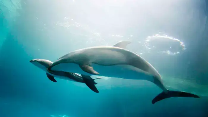 A pacific white-sided dolphin at Chicago's Shedd Aquarium swims with her calf that she gave birth to Friday, June 3, 2011