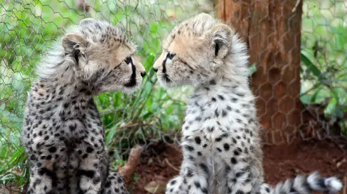 3-month old female Cheetah cubs at the Nairobi Orphanage in Nairobi, Kenya, Monday, June 6, 2011. The two Cheetah cubs were abandoned by their mother, in Tsavo East , South of Nairobi, and were brought to the orphanage when they were one-month old, where 3-month old female Cheetah cubs at the Nairobi Orphanage in Nairobi, Kenya, Monday, June 6, 2011. The two Cheetah cubs were abandoned by their mother, in Tsavo East , South of Nairobi, and were brought to the orphanage when they were one-month old, where
