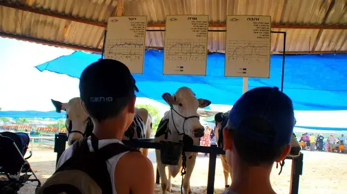 תחרות מלכת היופי של הפרות בישראל,בבאר טוביה יוני 2011