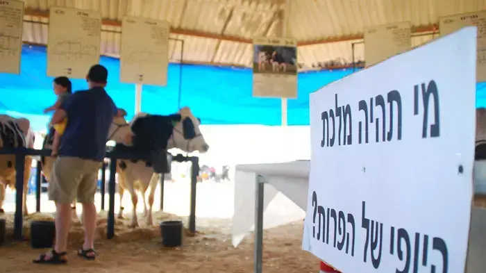 תחרות מלכת היופי של הפרות בישראל,בבאר טוביה יוני 2011