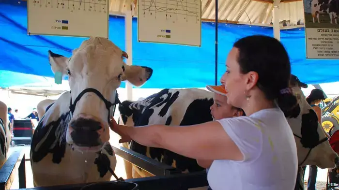 תחרות מלכת היופי של הפרות בישראל,בבאר טוביה יוני 2011