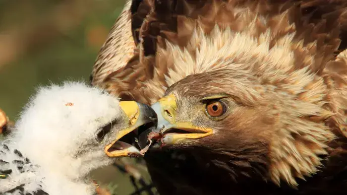 A golden eagle feeds its chick on their nest in the remote marsh near the village of Konny Bor, some 270 km (168 miles) northeast of Minsk, June 10, 2011. Photo taken June 10, 2011. REUTERS/Vasily Fedosenko