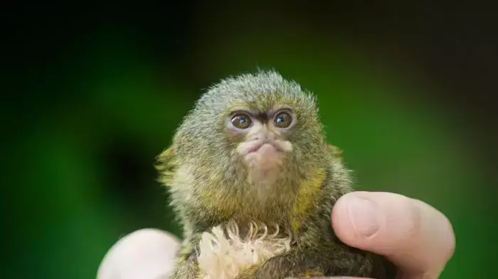 A Pygmy Marmoset named Reillo in Lincoln, Nebreska after he was abandoned by his parents shortly after birth on May 7th, 2011 at the Lincoln Childrens Zoo. Sarah Jurgens has nursed the it after he was abandoned by his parents, June 2011 A Pygmy Marmoset named Reillo in Lincoln, Nebreska after he was abandoned by his parents shortly after birth on May 7th, 2011 at the Lincoln Childrens Zoo. Sarah Jurgens has nursed the it after he was abandoned by his parents, June 2011