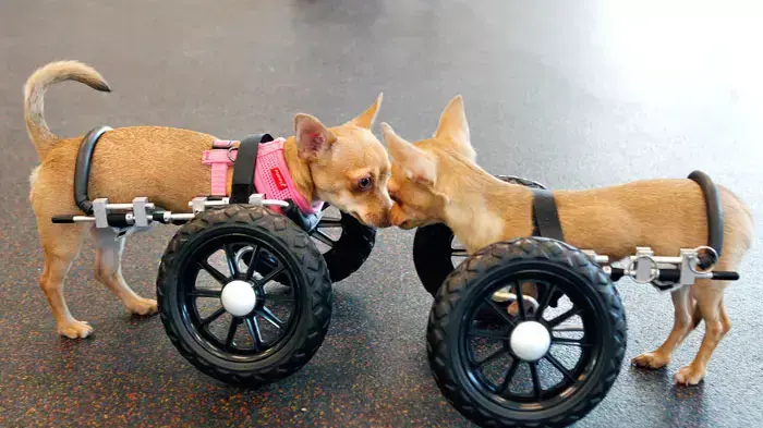 Six-month old Chihuahua puppies, Ellie, left, and Gulliver, right, who were born without front legs, nuzzle together at the Massachusetts Society for the Prevention of Cruelty to Animals, in Methuen, Mass, June 15, 2011