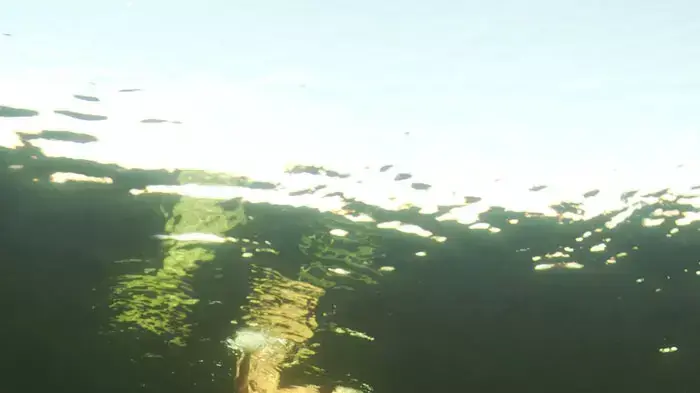החוקרת הרוסייה נטליה אווסנקו שוחה בעירום עם לווייתנים מסוג לבנתן לבן בים הלבן בצפון רוסיה, יוני 2011 החוקרת הרוסייה נטליה אווסנקו שוחה בעירום עם לווייתנים מסוג לבנתן לבן בים הלבן בצפון רוסיה, יוני 2011