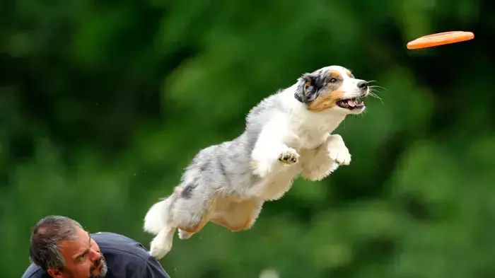 כלבים ובעליהם ב- skyhoundz, תחרות כלבים במספר קטגוריות פריסבי, בודפשט, הונגריה, 19 יוני 2011 כלבים ובעליהם ב- skyhoundz, תחרות כלבים במספר קטגוריות פריסבי, בודפשט, הונגריה, 19 יוני 2011