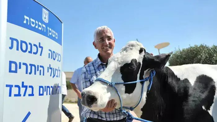 משבר פר-למנטרי: מה עשתה פרה בכנסת?