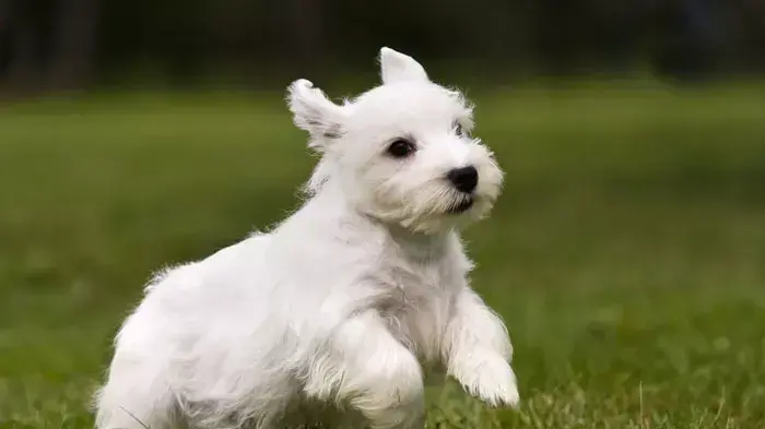 Sealyham terrier Sealyham terrier