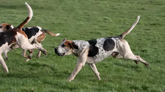 English foxhound English foxhound