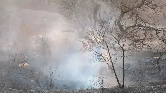 שריפה גדולה ביער ירושלים, יולי 2011 שריפה גדולה ביער ירושלים, יולי 2011