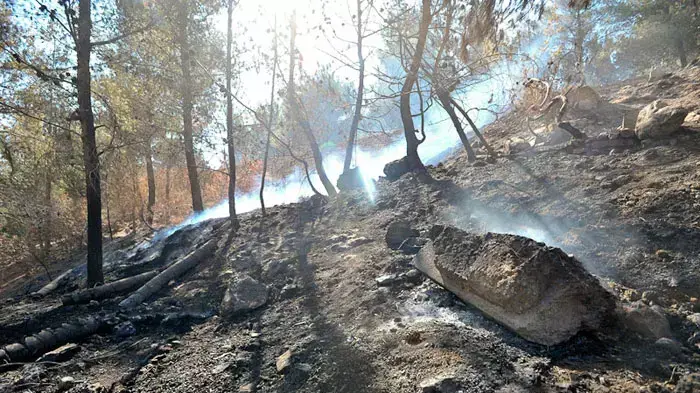 היום שאחרי השריפה גדולה ביער ירושלים, יולי 2011