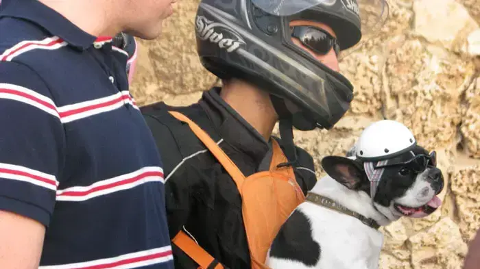השקת אמבולנס חדש לעמותת "תנו לחיות לחיות" בנוכחות השר גלעד ארדן, 7 אוגוסט 2011 השקת אמבולנס חדש לעמותת "תנו לחיות לחיות" בנוכחות השר גלעד ארדן, 7 אוגוסט 2011