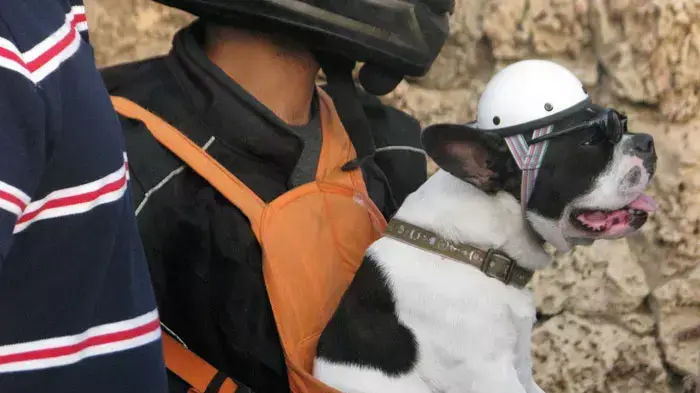 השקת אמבולנס חדש לעמותת "תנו לחיות לחיות" בנוכחות השר גלעד ארדן, 7 אוגוסט 2011 השקת אמבולנס חדש לעמותת "תנו לחיות לחיות" בנוכחות השר גלעד ארדן, 7 אוגוסט 2011