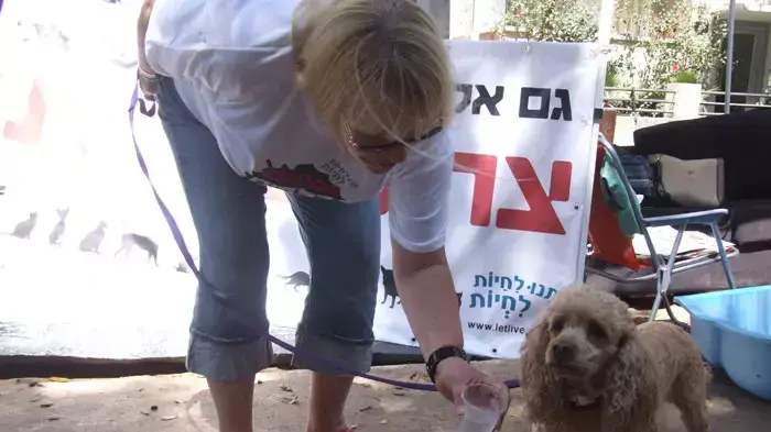 כלבים במאהל המחאה בשדרות רוטשילד, אוגוסט 2011 כלבים במאהל המחאה בשדרות רוטשילד, אוגוסט 2011