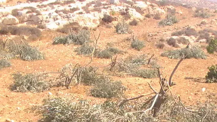 עקירת עצי זית בח'ירבת שוויכה כחלק מפעולת תג מחיר עקירת עצי זית בח'ירבת שוויכה כחלק מפעולת תג מחיר