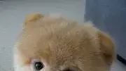 הכלב בו הכלב בו