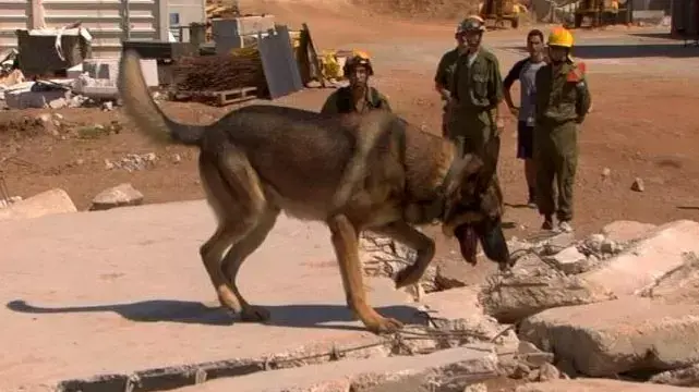 עוקץ - כלבי יחידת הכלבנים של צה"ל בתרגיל במרכז הארץ, ספטמבר 2011