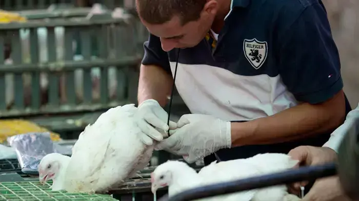 מנהג כפרות בירושלים, אוקטובר 2011