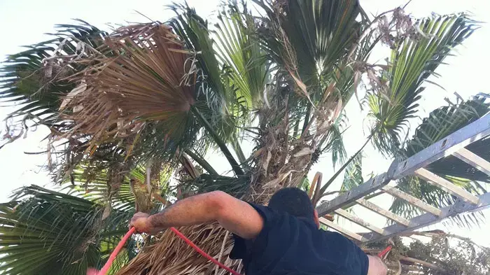 אבי קוזי מחלץ חתולה תקועה על צמרת עץ דקל בחצר בית כנסת בקרית גת, ספטמבר 2011 אבי קוזי מחלץ חתולה תקועה על צמרת עץ דקל בחצר בית כנסת בקרית גת, ספטמבר 2011