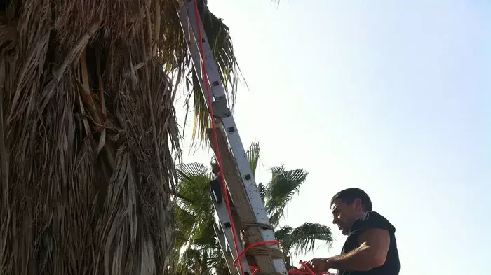 אבי קוזי מחלץ חתולה תקועה על צמרת עץ דקל בחצר בית כנסת בקרית גת, ספטמבר 2011 אבי קוזי מחלץ חתולה תקועה על צמרת עץ דקל בחצר בית כנסת בקרית גת, ספטמבר 2011