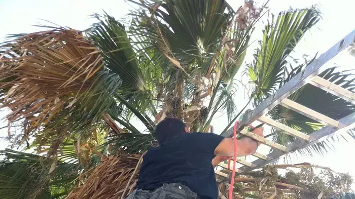 אבי קוזי מחלץ חתולה תקועה על צמרת עץ דקל בחצר בית כנסת בקרית גת, ספטמבר 2011 אבי קוזי מחלץ חתולה תקועה על צמרת עץ דקל בחצר בית כנסת בקרית גת, ספטמבר 2011