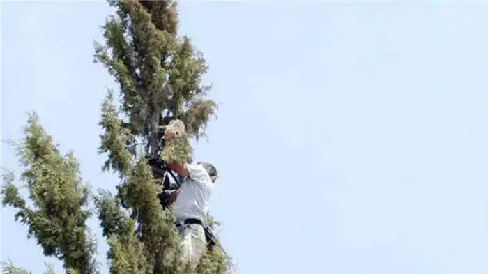 אבי קוזי בעת חילוץ חתולה שטיפסה על עץ ברוש בכפר עארה, ספטמבר 2011