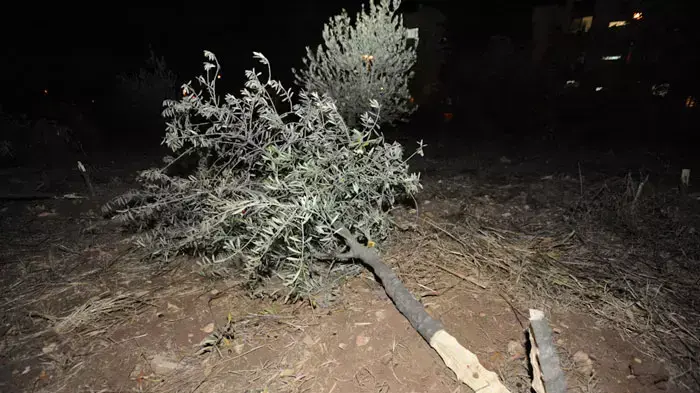 פעולת תג מחיר במזרח ירושלים, כריתת של 20 עצי זית, אוקטובר 2011