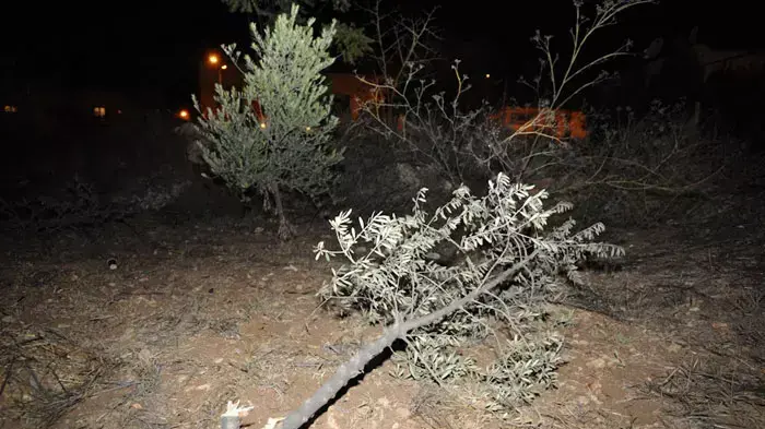 פעולת תג מחיר במזרח ירושלים, כריתת של 20 עצי זית, אוקטובר 2011 פעולת תג מחיר במזרח ירושלים, כריתת של 20 עצי זית, אוקטובר 2011