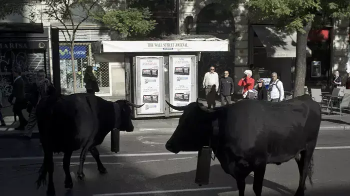 חקלאים קיימו מצעד עם אלפי כבשים וגם כמה פרות ברחובות מדריד, ספרד, 30 באוקטובר 2011 חקלאים קיימו מצעד עם אלפי כבשים וגם כמה פרות ברחובות מדריד, ספרד, 30 באוקטובר 2011