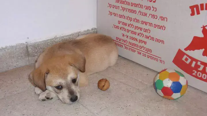 גור כלב בכלביית רידינג תל אביב, אוקטובר 2011 גור כלב בכלביית רידינג תל אביב, אוקטובר 2011