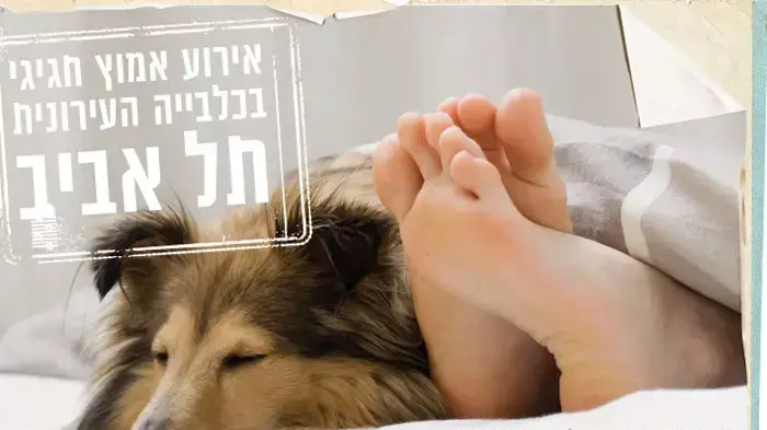 כרזות אימוץ כלבים וחתולים של כלביית רידינג בתל אביב, נובמבר 2011 כרזות אימוץ כלבים וחתולים של כלביית רידינג בתל אביב, נובמבר 2011