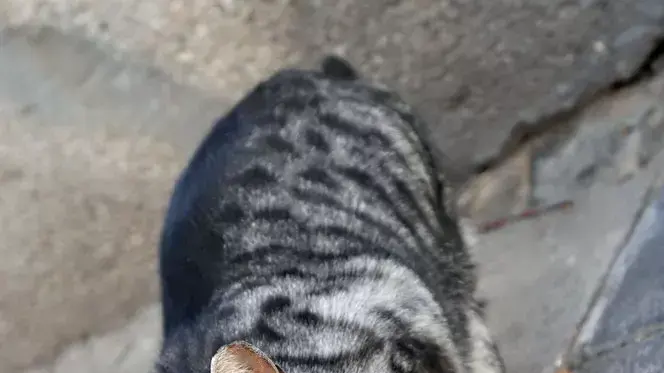 חתול רחוב חתול רחוב