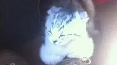 גורת החתולים של טיילור סוויפש גורת החתולים של טיילור סוויפש