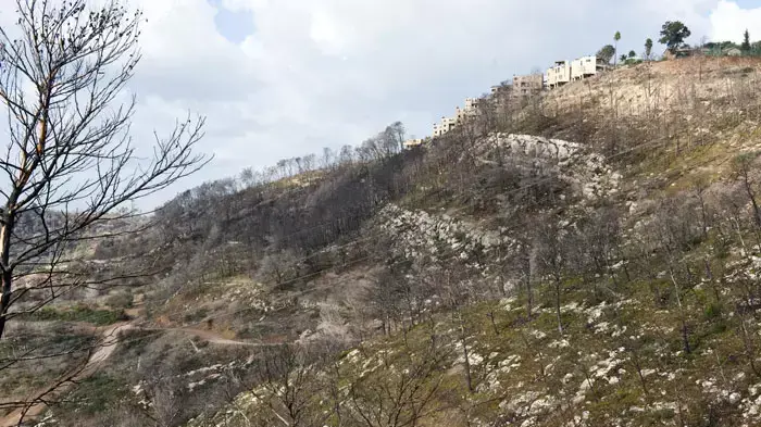 שנה מאז השריפה בכרמל, נובמבר 2011 שנה מאז השריפה בכרמל, נובמבר 2011