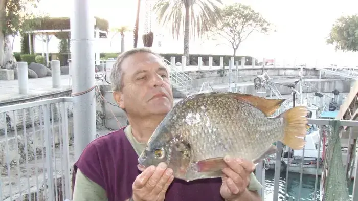 דג אמנון במשקל 4 קילוגרם נלכד בכנרת