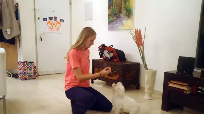 עינב צחובוי בזמן אילוף כלבים