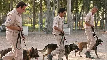 סיום קורס כלבנים בחיל האויר סיום קורס כלבנים בחיל האויר