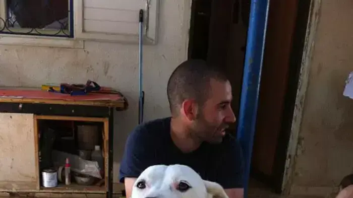 הכלבים שבצל הכלבים שבצל