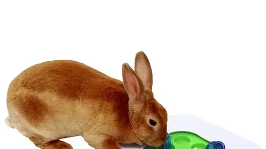 משחק מחשבה למכרסמים, פט פוינט, 49 שקלים משחק מחשבה למכרסמים, פט פוינט, 49 שקלים