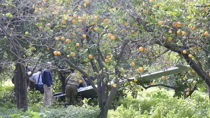 מלט שנפל בקיבוץ חפץ חיים, ינואר 2012 מלט שנפל בקיבוץ חפץ חיים, ינואר 2012