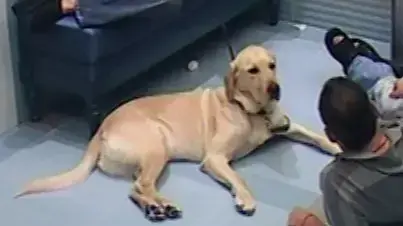 מתוך האח הגדול מתוך האח הגדול
