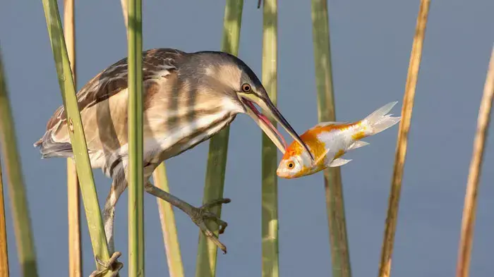 ציפור אוחזת דג במקורה. מתוך תחרות צילום בנושא טבע פראי של פורטל PHOTOLIGHT ציפור אוחזת דג במקורה. מתוך תחרות צילום בנושא טבע פראי של פורטל PHOTOLIGHT