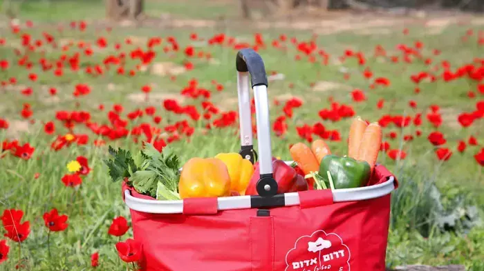 פסטיבל כלניות "דרום אדום", צפון הנגב פסטיבל כלניות "דרום אדום", צפון הנגב
